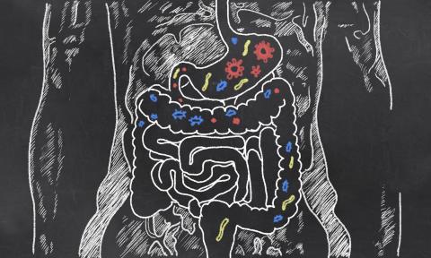 microbioom; immuniteit; ontsteking