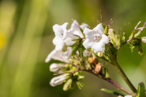 yerba santa