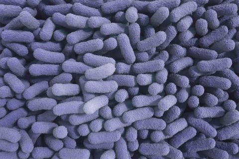 salmonella