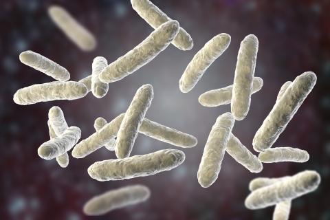 probiotica; bifidobacterium; botten