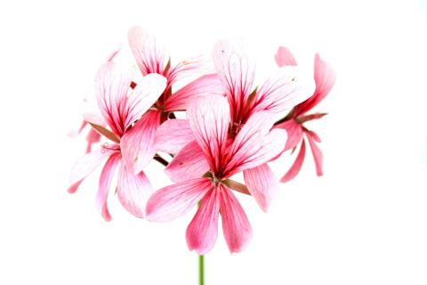 pelargonium graveolens