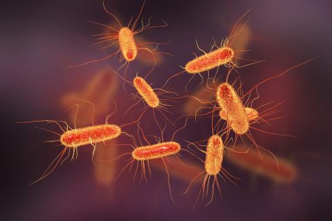 infectie; antiotica